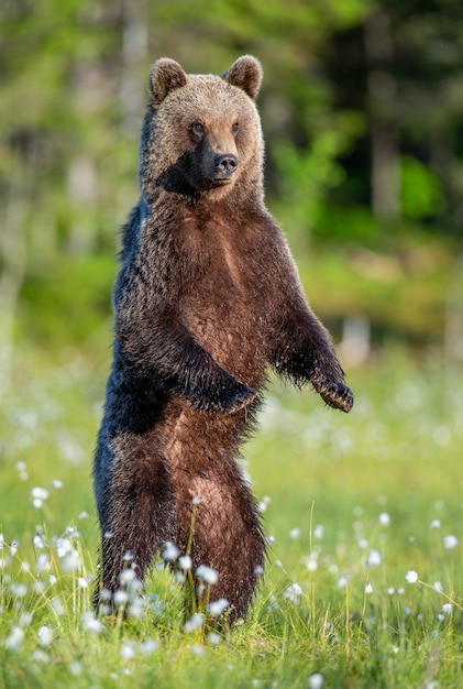 L'orso bruno in una radura della foresta è in piedi sulle zampe posteriori