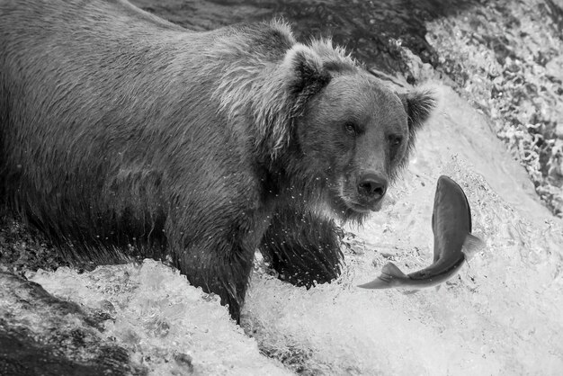 L'orso bruno mono sta per catturare il salmone