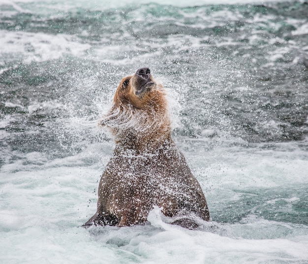 L'orso bruno si scrolla di dosso l'acqua circondato da schizzi. STATI UNITI D'AMERICA. Alaska. Parco nazionale di Katmai.