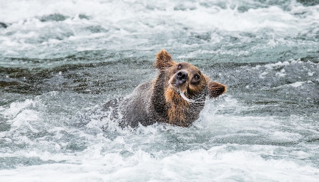 L'orso bruno si scrolla di dosso l'acqua circondato da schizzi