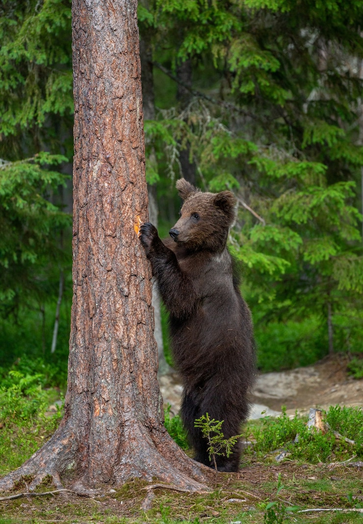 Foto l'orso bruno si trova vicino a un albero in pose divertenti sullo sfondo della foresta