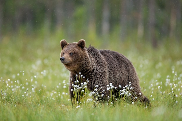 L'orso bruno sta camminando attraverso una radura della foresta