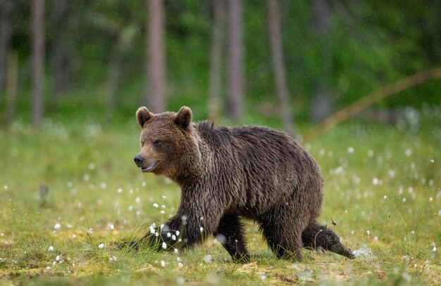 L'orso bruno sta camminando attraverso una radura della foresta