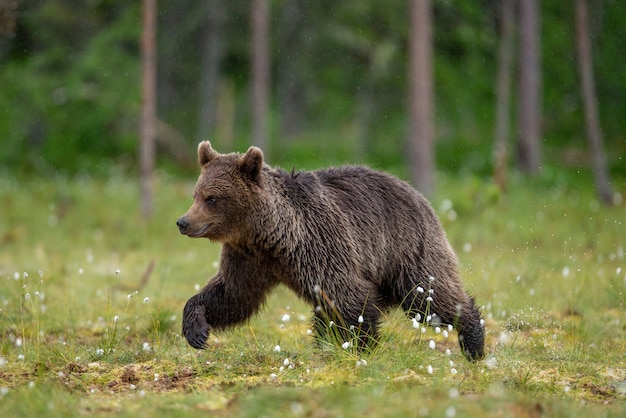 L'orso bruno sta camminando attraverso una radura della foresta