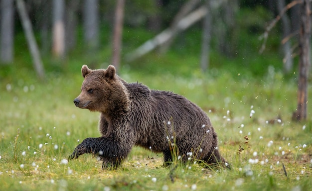 L'orso bruno sta camminando attraverso una radura della foresta