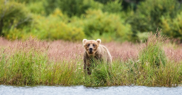 L'orso bruno sta camminando lungo la riva del lago