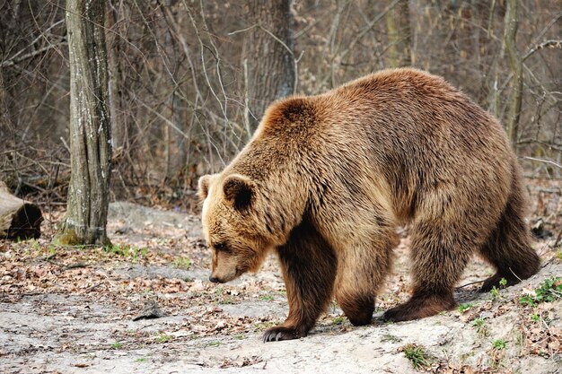 L'orso bruno (Ursus arctos), grande maschio, cammina nella foresta