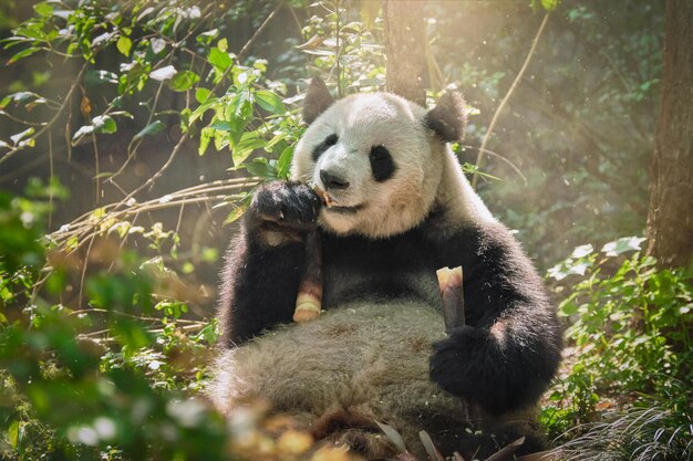 L'orso panda gigante in Cina