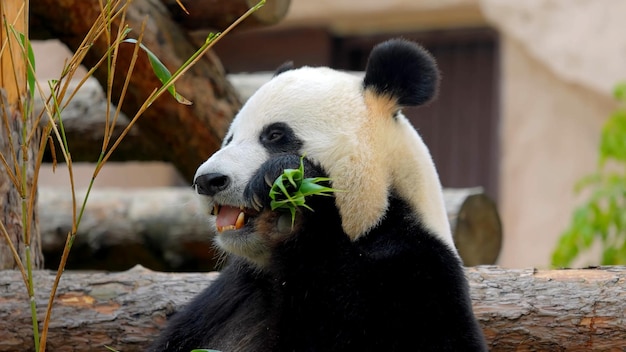 L'orso panda gigante poto