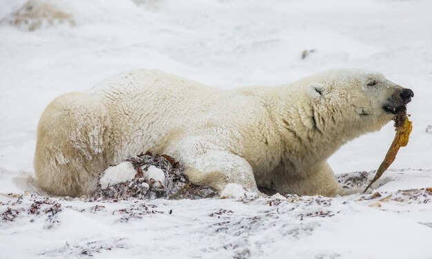 L'orso polare giace nella neve nella tundra. Canada. Parco nazionale di Churchill.