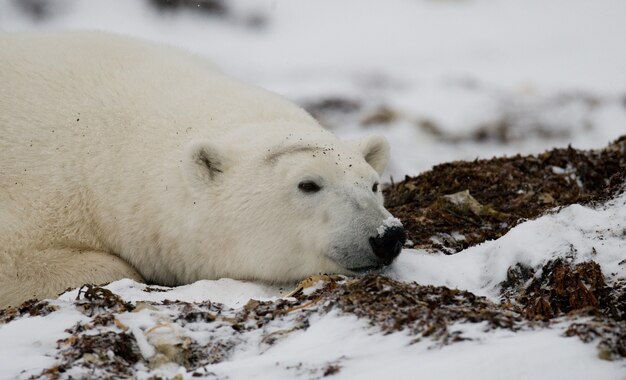 L'orso polare giace nella neve nella tundra. Canada. Parco nazionale di Churchill.