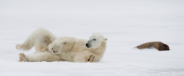 L'orso polare giace nella neve nella tundra. Canada. Parco nazionale di Churchill.