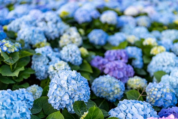 L'ortensia blu fiorisce in giardino