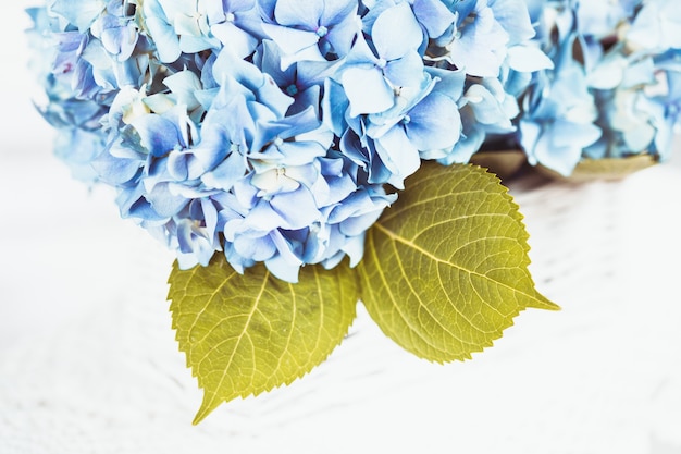 L'ortensia blu fiorisce nel canestro bianco. Decorazioni floreali per la casa