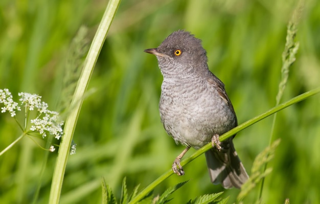 L'uccello Barred Warbler si siede sul gambo della pianta