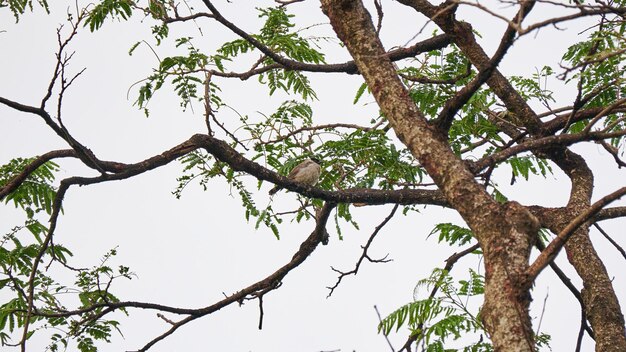 L'uccello Bulbul dalla testa fuligginosa si appollaia su un tronco d'albero