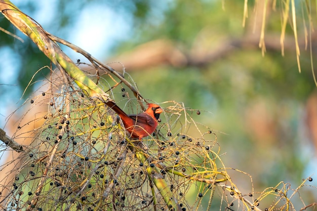 L'uccello cardinale settentrionale Cardinalis cardinalis appoggiato su un ramo di un albero che mangia bacche selvatiche