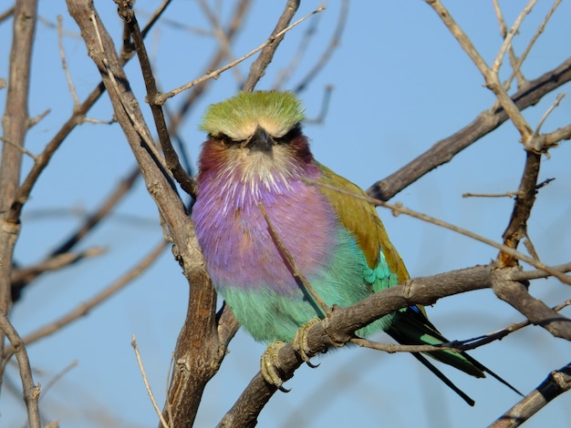 L'uccello Chobe, Botswana, Africa