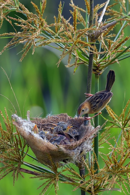 L'uccello cisticola dalla testa dorata porta cibo per il loro pulcino