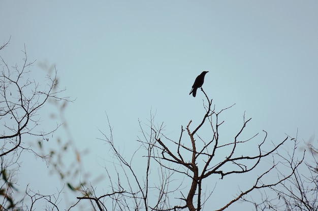 l&#39;uccello corvo sui rami degli alberi