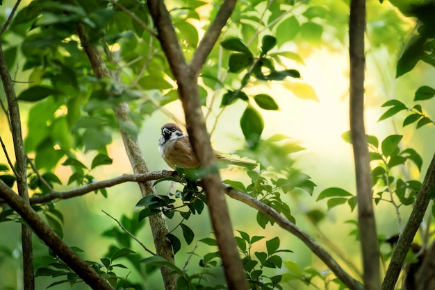 L'uccello del passero tra i cespugli ha una luce colorata in natura