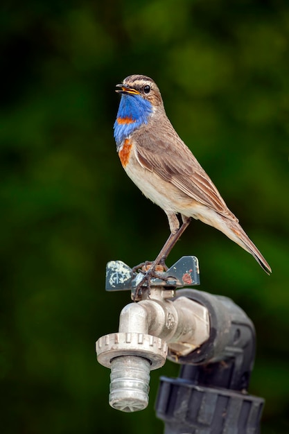 L'uccello del pettazzurro si siede su un rubinetto dell'acqua. Avvicinamento...