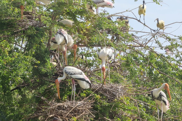 L'uccello della cicogna dipinta (Mycteria leucocephala) e la falda sull'albero secco del grande nido