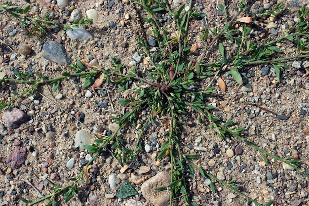 L'uccello di montagna Polygonum aviculare tra le pietre