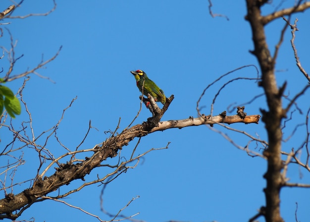 L&#39;uccello è su un ramo e un cielo blu.