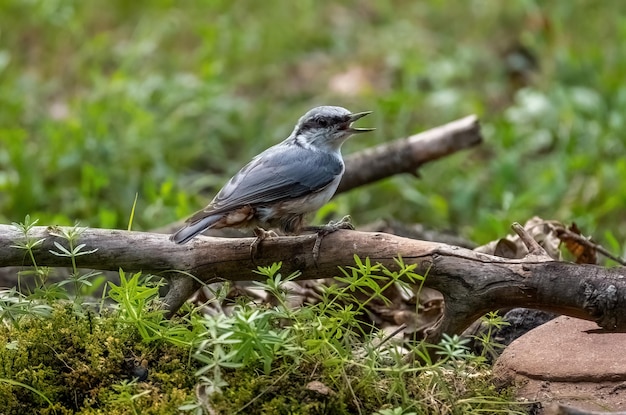 L'uccello eurasiatico è seduto su un ramo in primo piano