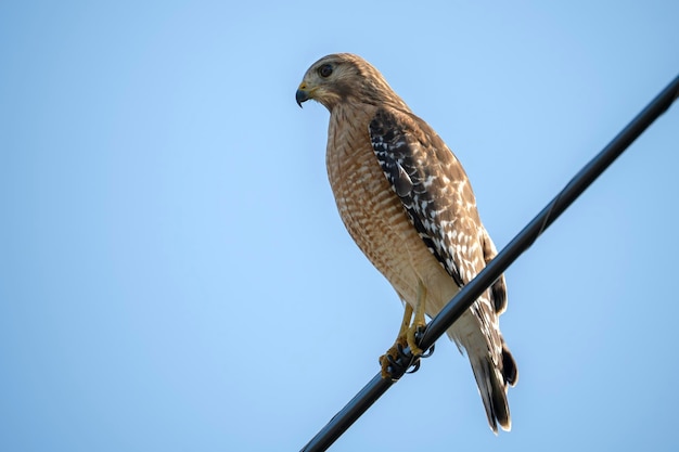 L'uccello falco dalle spalle rosse che si appollaia sul cavo elettrico in cerca di prede da cacciare