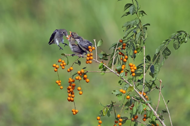 L'uccello Flowerpecker dalla testa scarlatta nutre i suoi piccoli sul ramo, l'uccello Dicaeum trochileum sul ramo