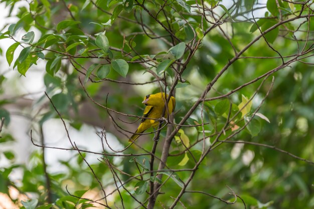 L&#39;uccello (giallo di Oriole, Oriolus chinensi) si è appollaiato su un albero in una natura selvaggia