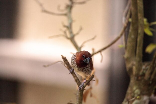 L'uccello Lonchura punctulata si trova su un ramo in un giardino tropicale