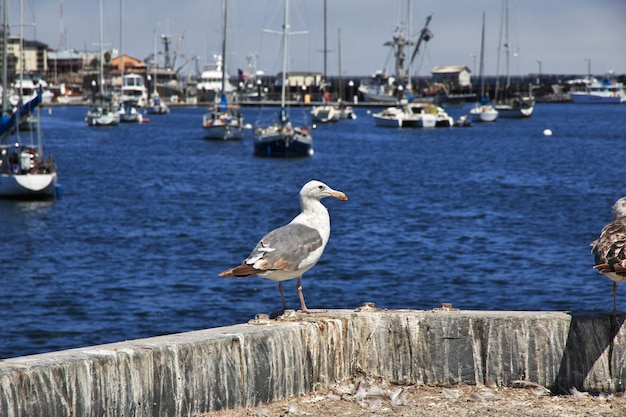 L'uccello nel porticciolo, città di Monterey, costa ovest, Stati Uniti