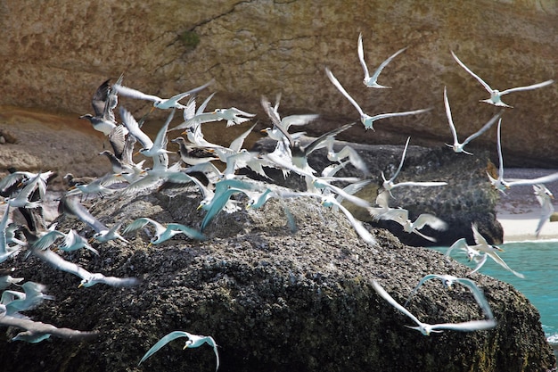 L'uccello nella baia di Shuab sull'isola di Socotra Oceano Indiano Yemen