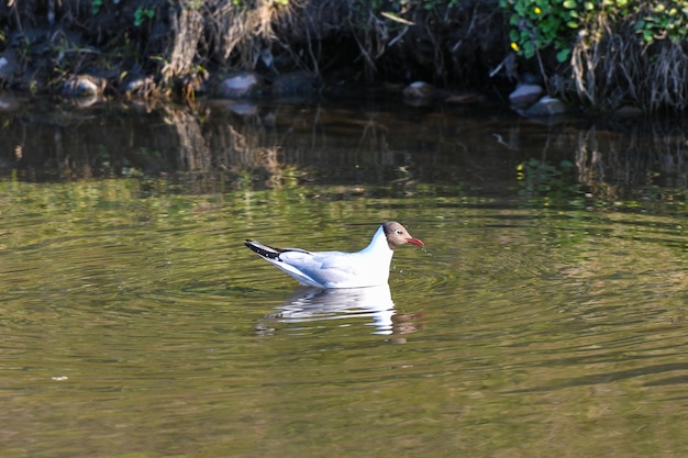 L'uccello nuota attraverso il lago