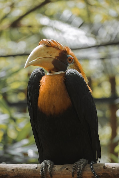 L'uccello Rangkong è uno degli uccelli più esotici dell'Indonesia.