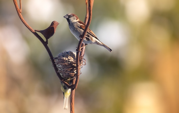 L'uccello selvatico si è appollaiato sull'alimentatore nel giardino nell'inverno, Europe