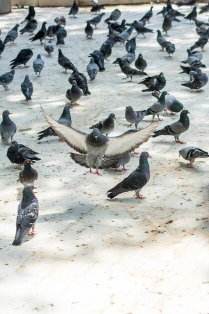 L'uccello solitario vive nell'ambiente naturale