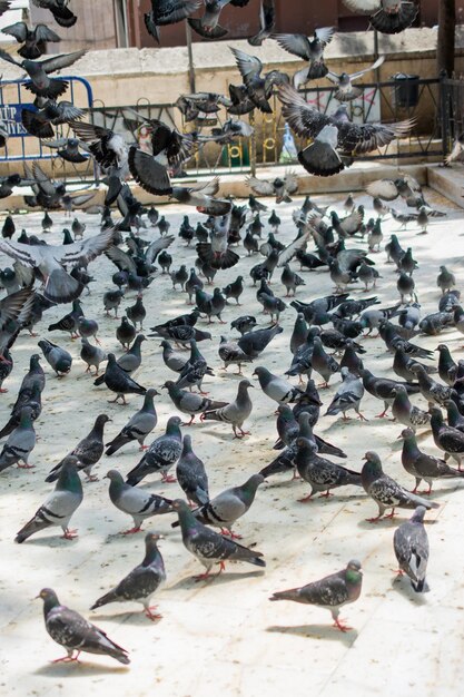 L'uccello solitario vive nell'ambiente naturale