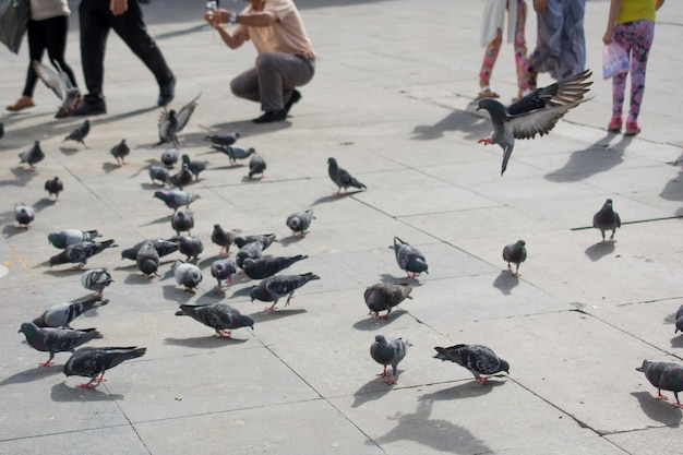 L'uccello solitario vive nell'ambiente naturale