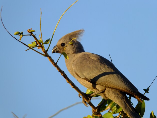 L'uccello sul safari nel parco nazionale di Chobe, Botswana, Africa