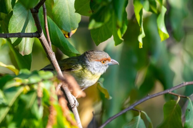 L'uccello tropicale noto come Quotpitiguariquot Cyclarhis gujanensis in focus selettivo