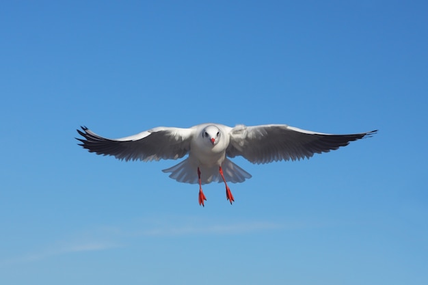 L&#39;uccello vola contro il cielo blu - Gabbiano comune