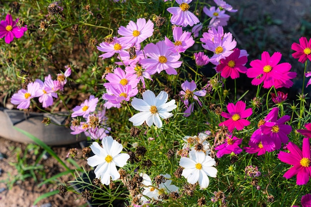 L'universo dei fiori rosa sboccia magnificamente nella primavera del giardino sul prato alla luce del sole sullo sfondo della natura