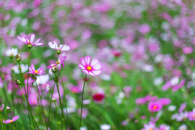 L&#39;universo rosa dei fiori fiorisce meravigliosamente nel giardino.