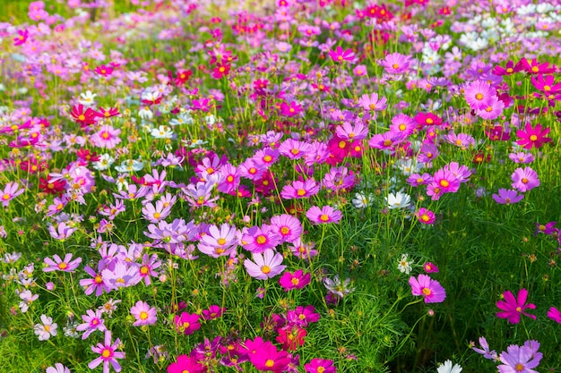 L&#39;universo rosa e rosso variopinto fiorisce nel giardino, con il fondo molle del fuoco