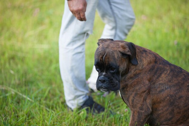 L'uomo allena il primo piano del cane del pugile