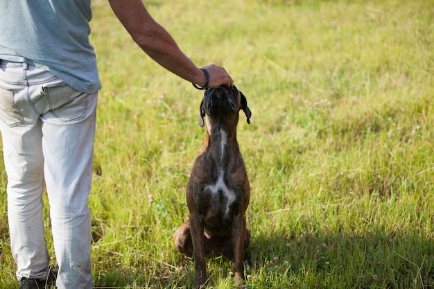 L'uomo allena il primo piano del cane del pugile